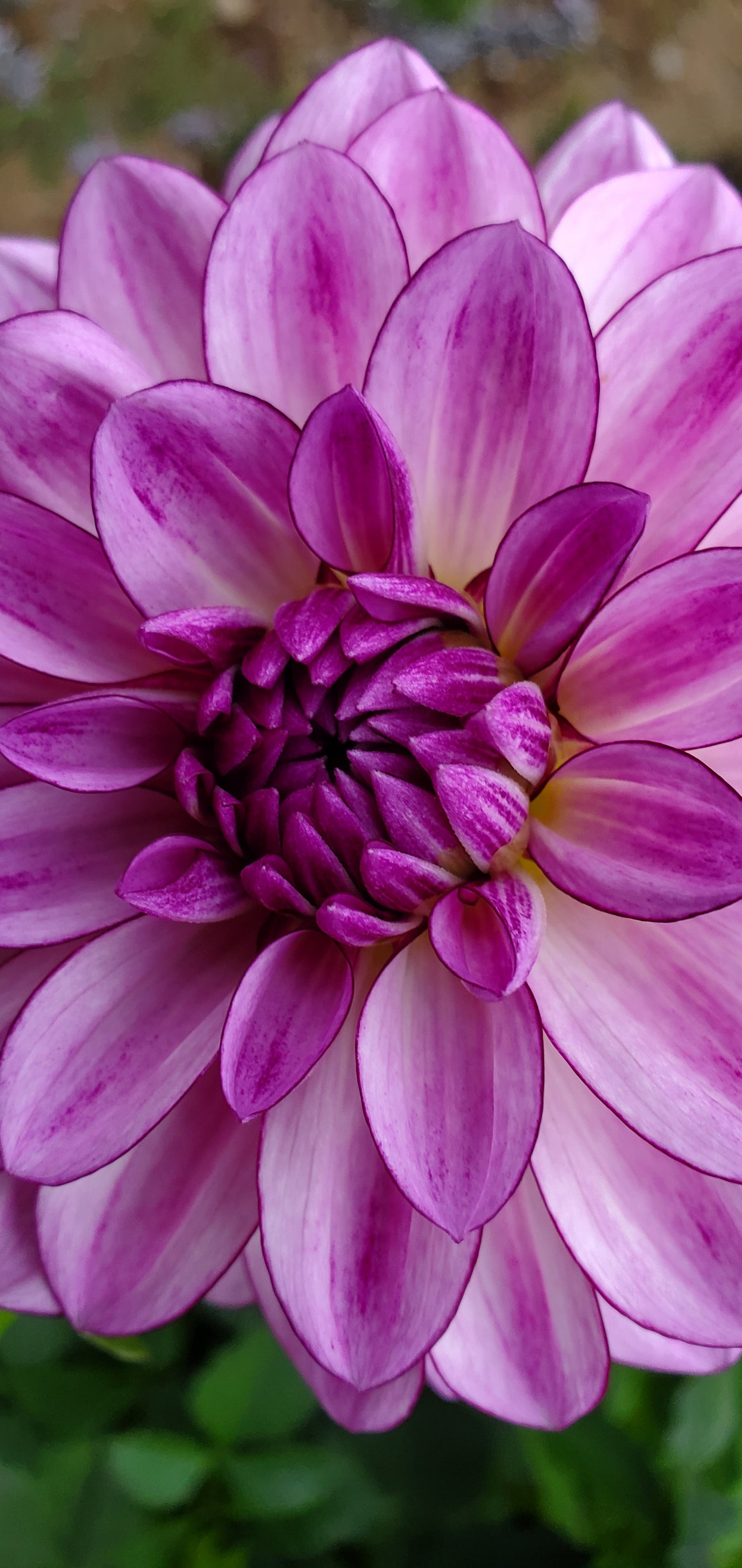 Dahlia - Seduction