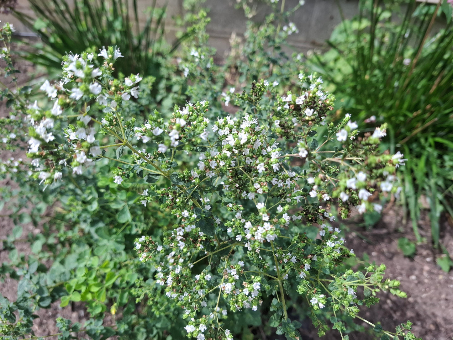 Greek Oregano - Pollinator Plant