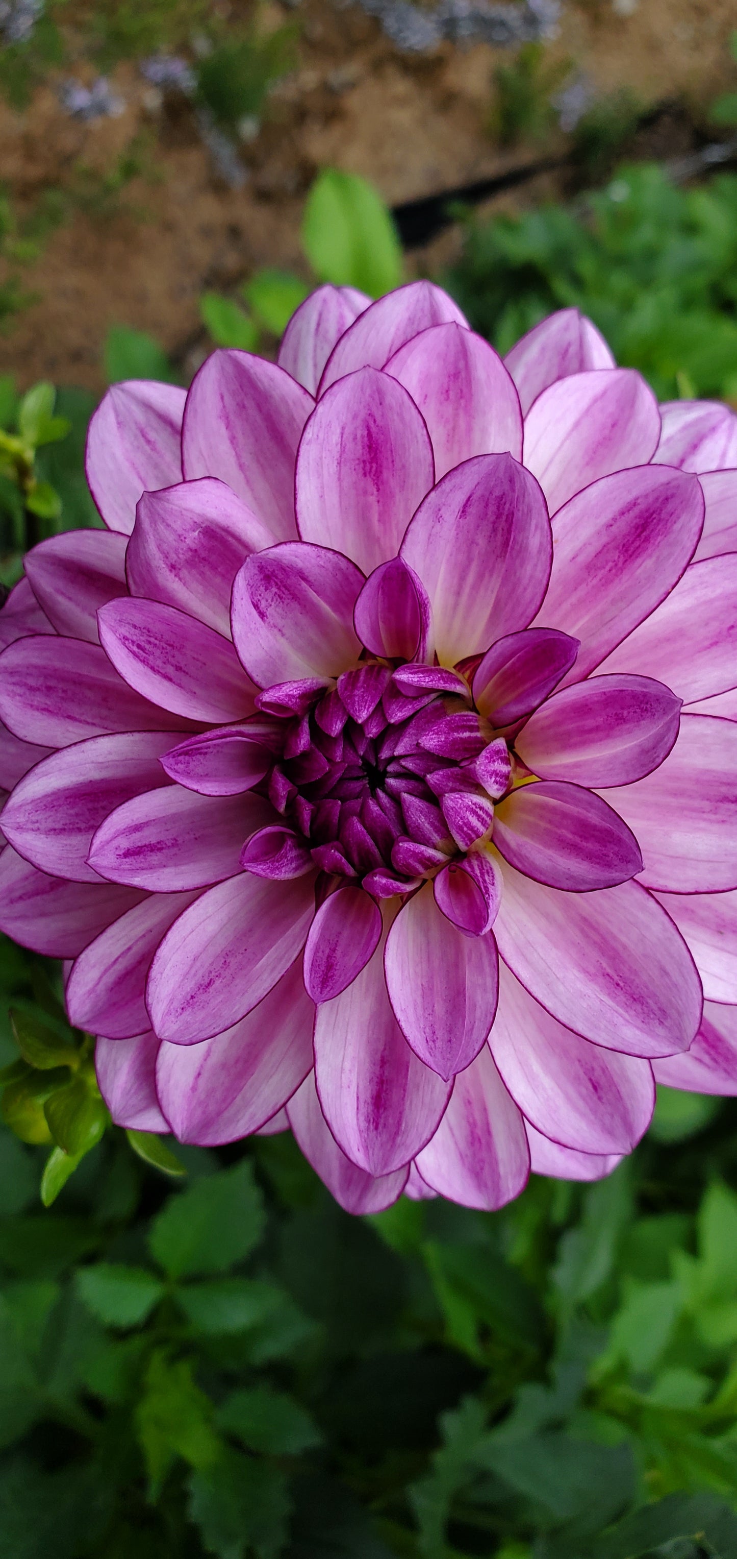 Dahlia - Seduction