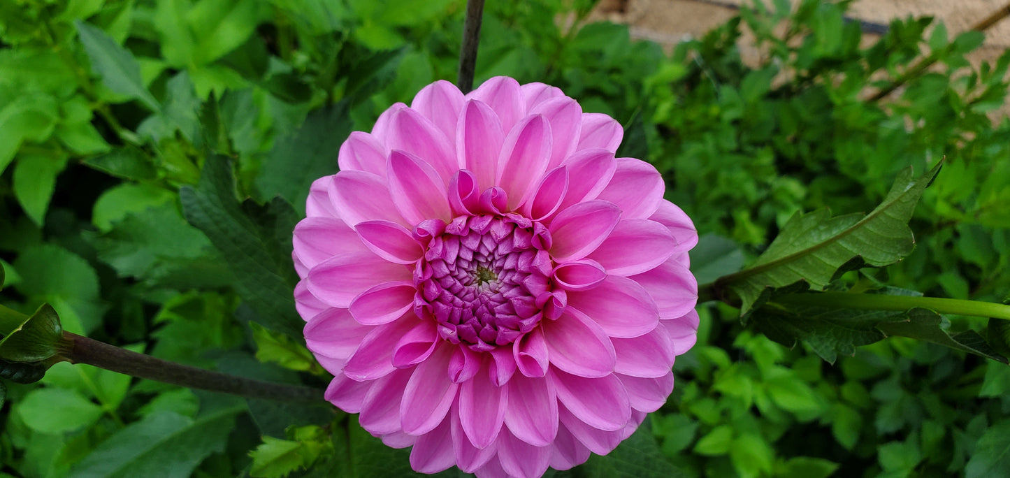 NEW Dahlia Pink Pop