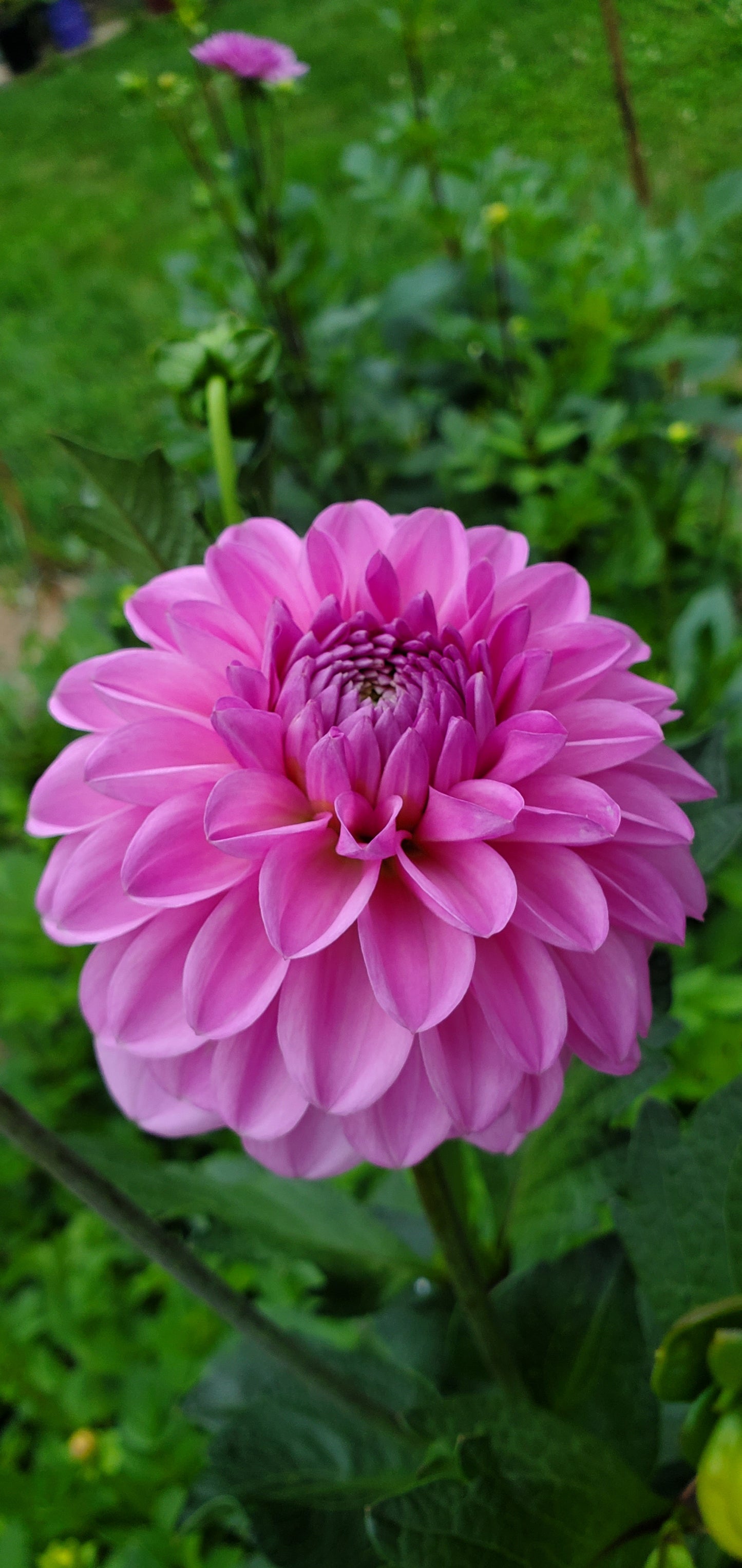 NEW Dahlia Pink Pop