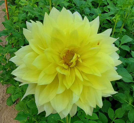 La Luna Yellow, White, and creme Dahlia