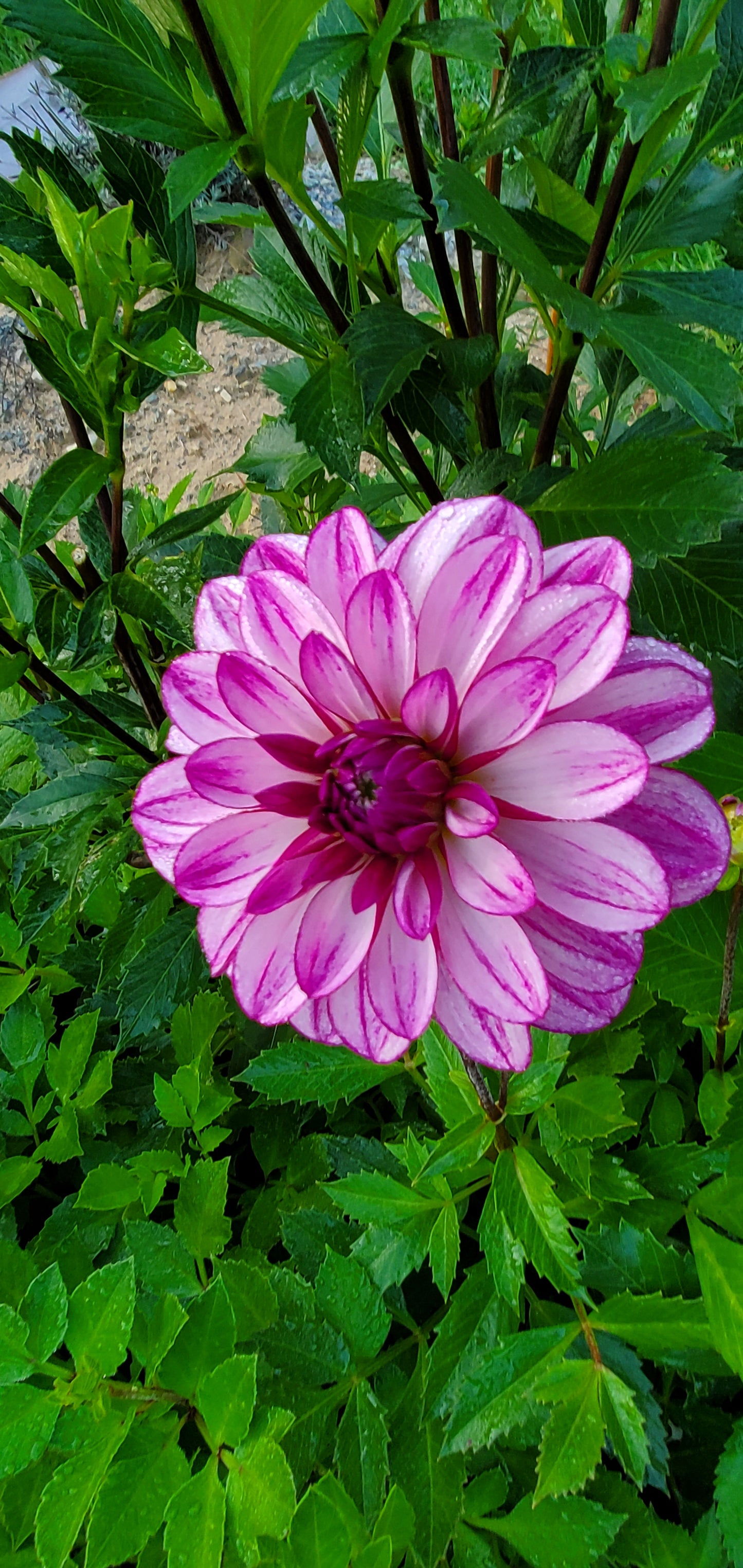 Dahlia - Seduction