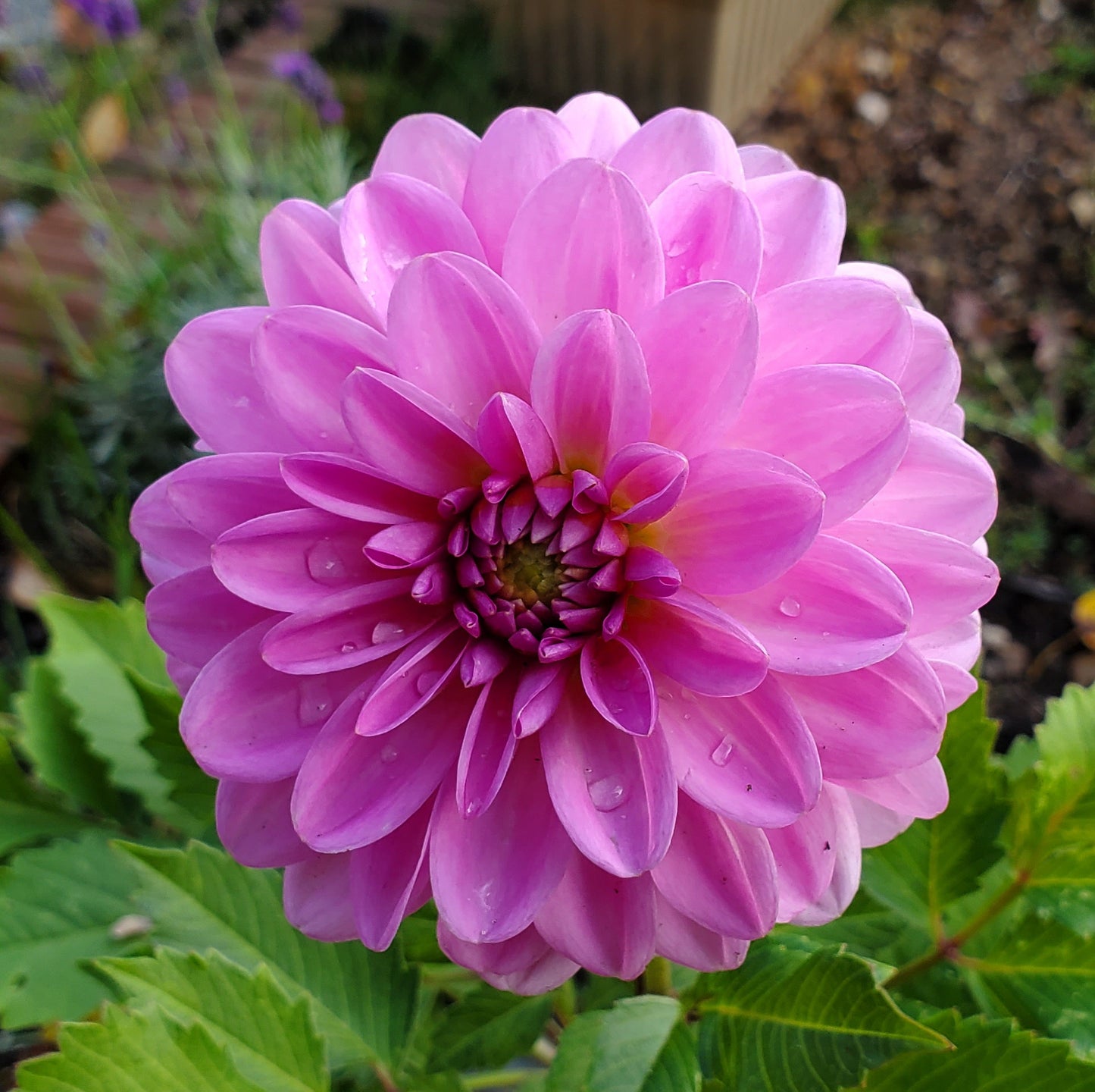 NEW Dahlia Pink Pop