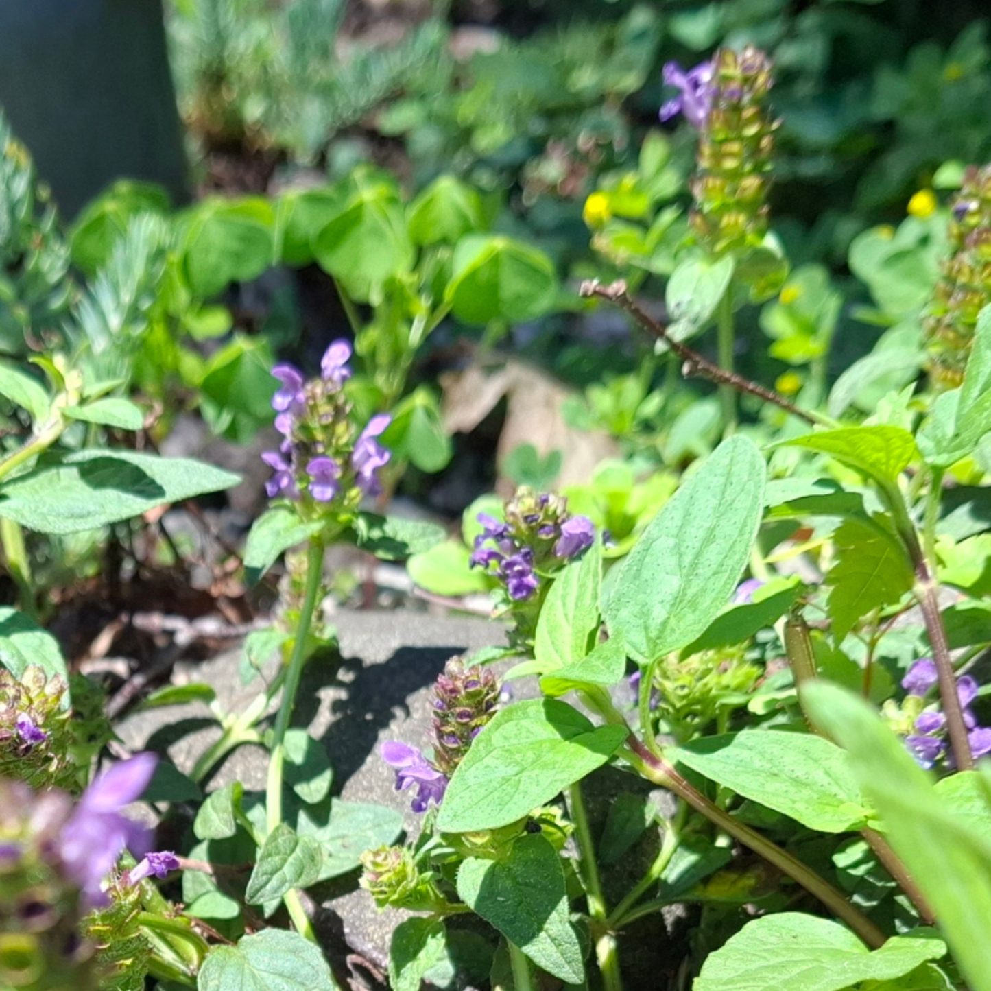 Heal All - Living Pollinator Groundcover Starter - Native Michigan Pollinator Plant