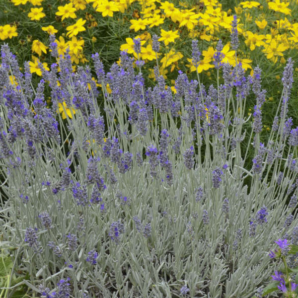 3 Silver Mist Lavender plants - 2 years old