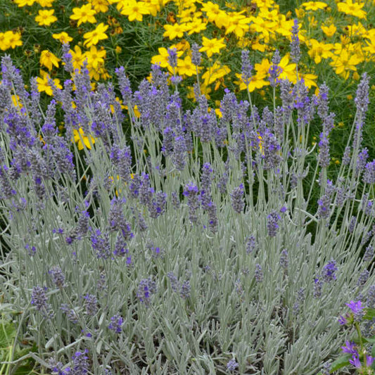 3 Silver Mist Lavender plants - 2 years old