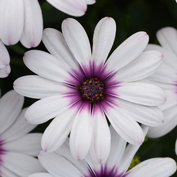 a flower with 13 delicate long white petals and a purple center.