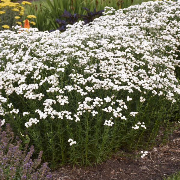 Peter Cottontail Sneezewort - Pollinator Perennial - White