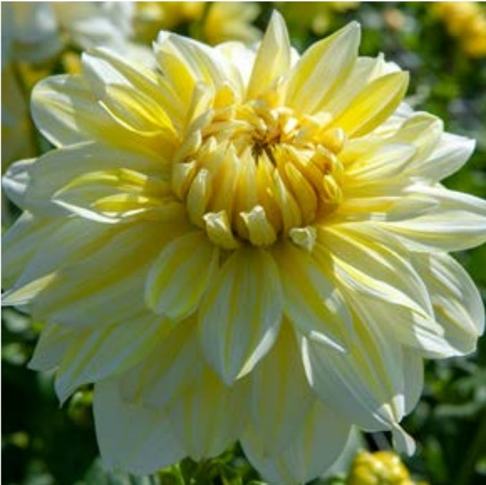 La Luna Yellow, White, and creme Dahlia