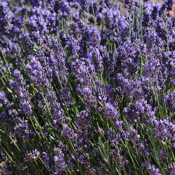 Looking down at a SuperBlue lavender plant on a sunny day. Greens stems with large light purple flowers.