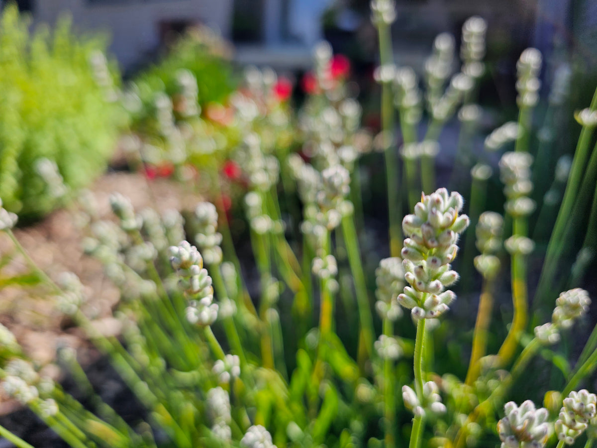 Mature Melissa English lavender with pale flower spikes in the garden
