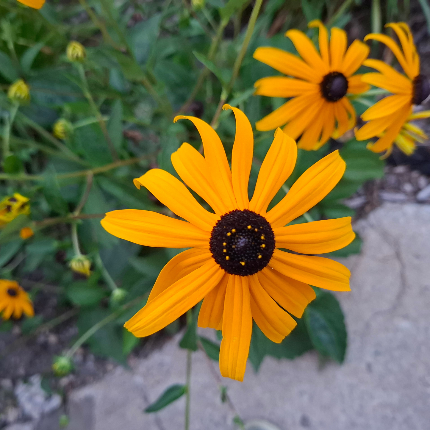 Black-Eyed Susan Plants | Rudbeckia Pollinator-Friendly Perennial for Northern Gardens