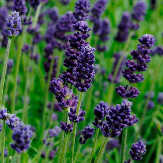Shorter lavender stems with grape sized masses of flowers