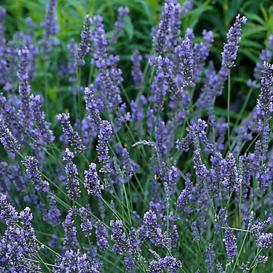 Green lavender plants stems with long stems that have hundreds of tiny purple flowers.