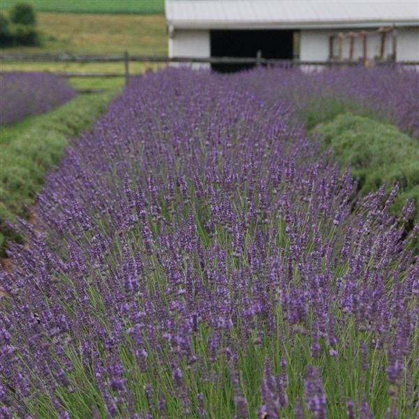 Build Your Lavender Garden — Mix & Match