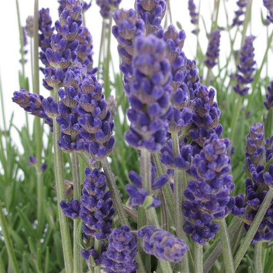 Light green lavender plant stems topped with tight clusters of purple buds not yet open.