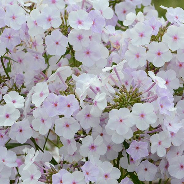 cloud of white fluffy petaled flowers with bright pink centers.