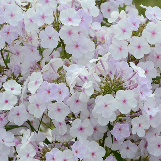 cloud of white fluffy petaled flowers with bright pink centers.