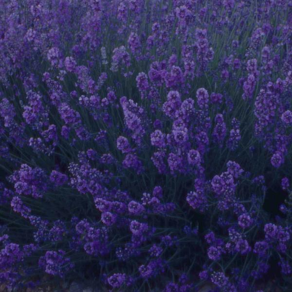 Looking down at a mass of Munstead lavender flowers on a plant. Dark purple long stemmped flowers.
