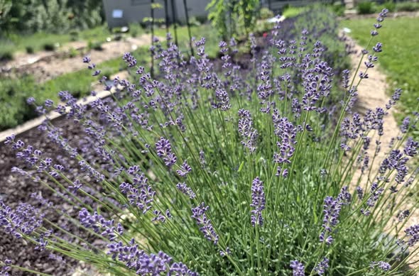 Royal Velvet Lavender - Spring 2027 Preorder