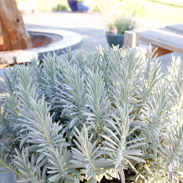 lavender large plants Sensational!™ Organic Lavender — Large 4-Inch Blooms When Mature – Pause Lavender Farm