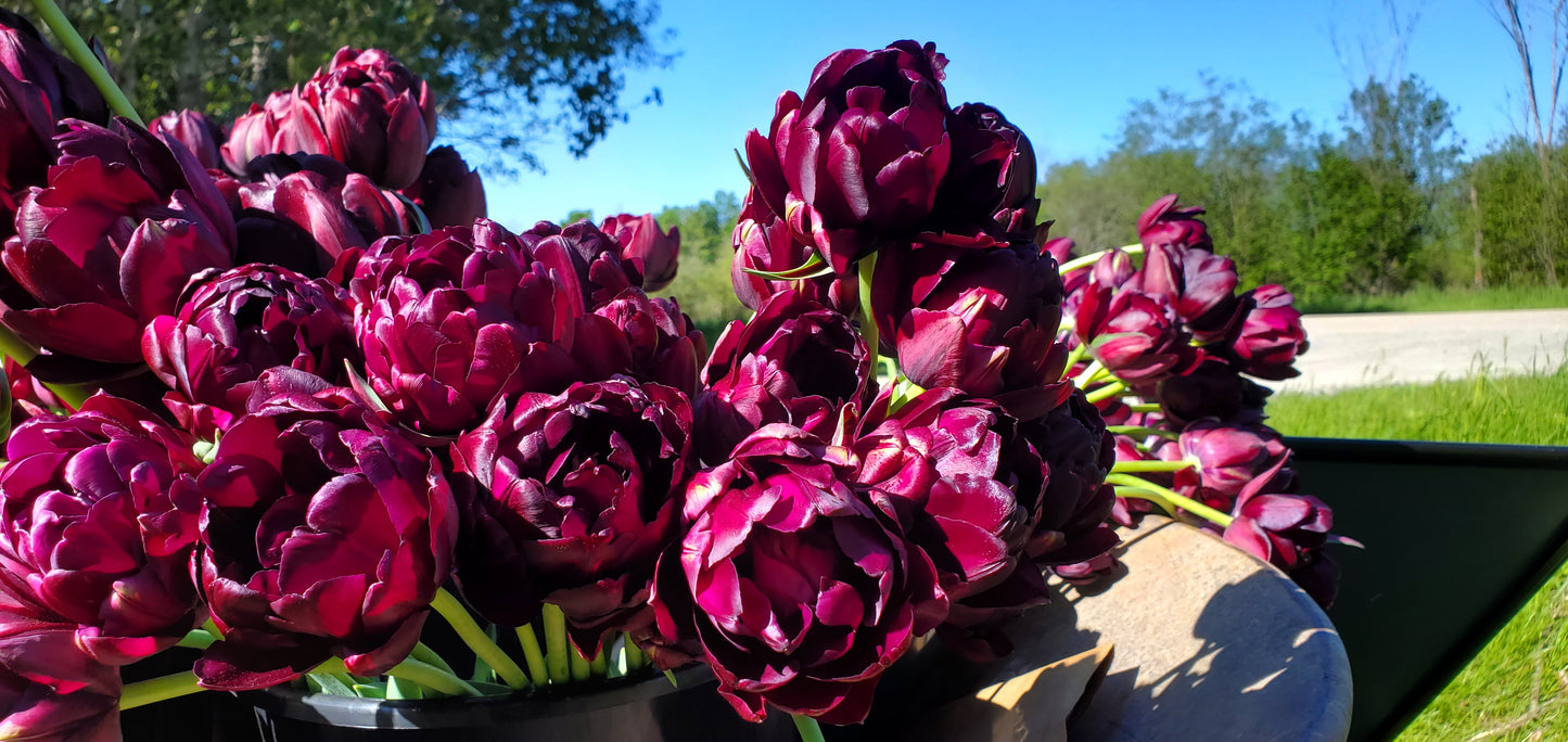 Black Hero Double Tulip - 6 bulbs