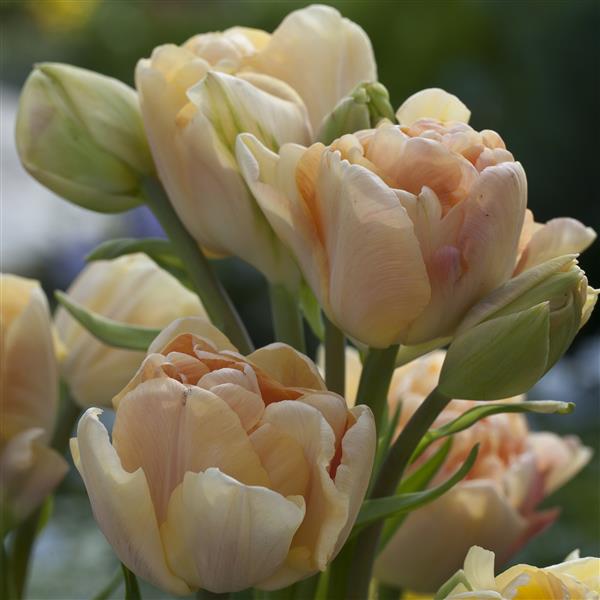Charming Beauty Double Tulip -10 bulbs
