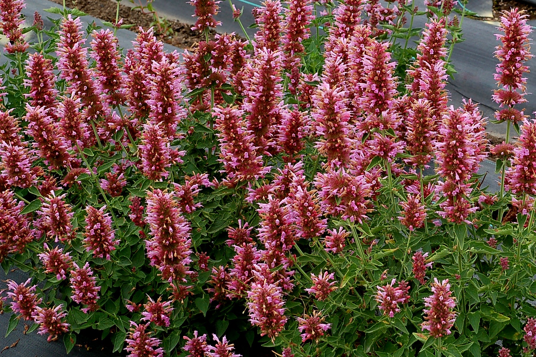 Spikey pink flower stemps on a dwarf plant