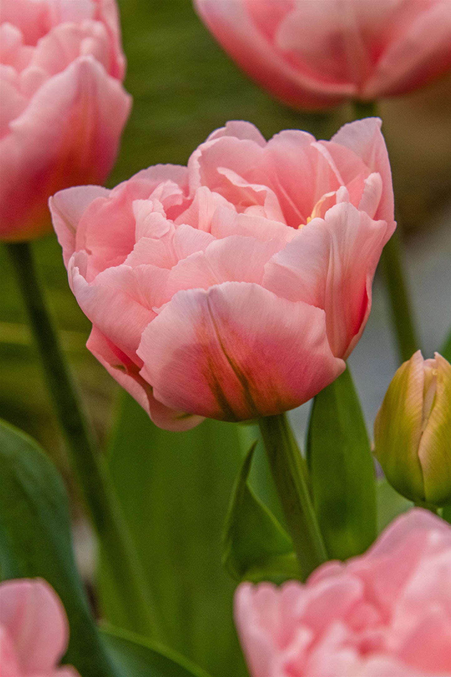 Dreamer Double Tulip new for 2022 - 6 bulbs