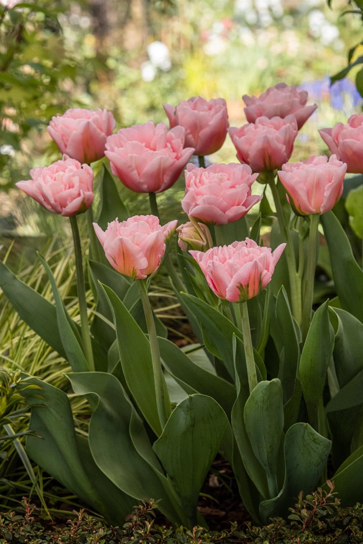 Dreamer Double Tulip new for 2022 - 6 bulbs