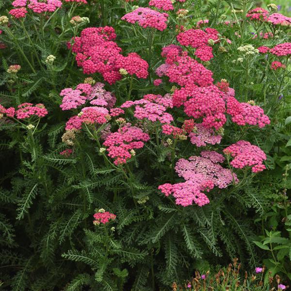 Pollinator Garden Plants