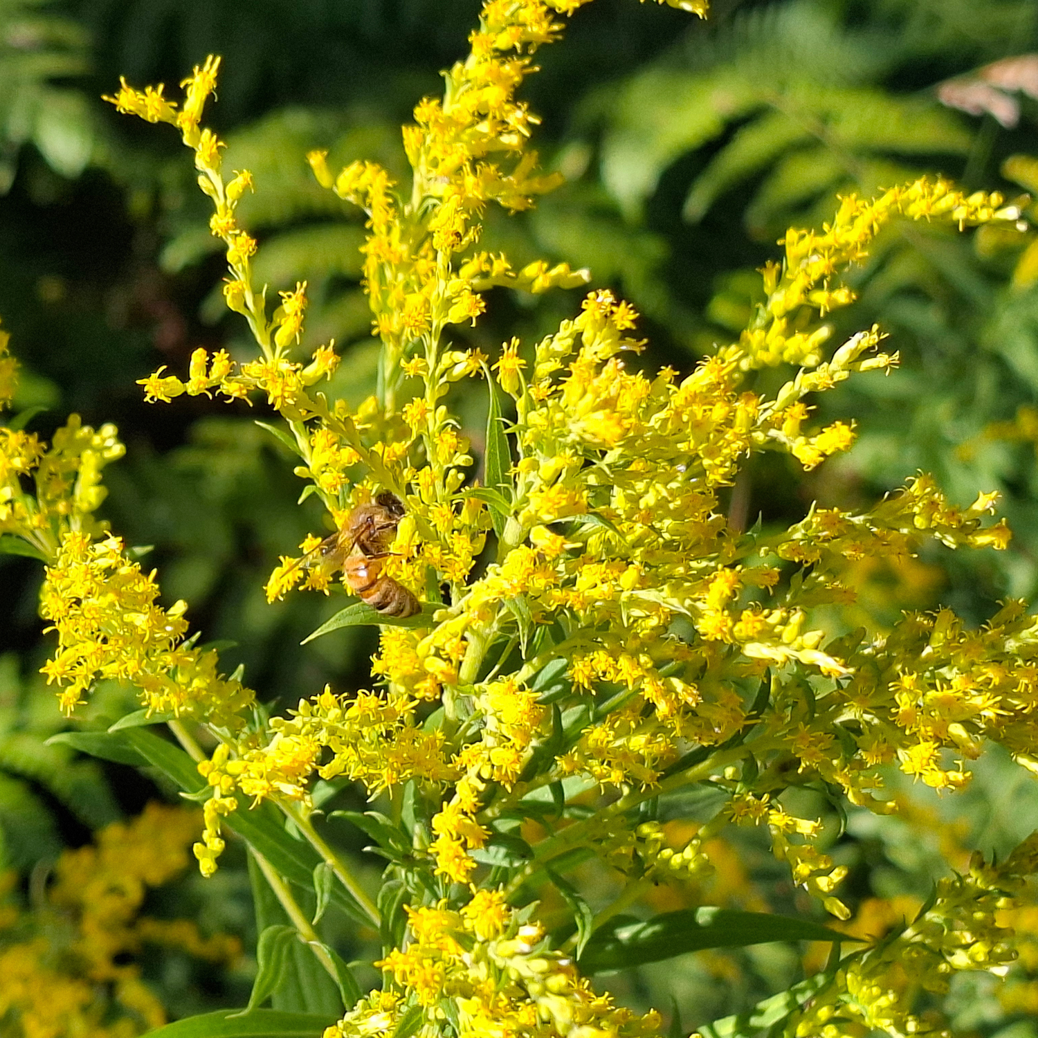 Woodland Garden Plants