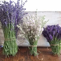 Fresh Lavender Bouquets