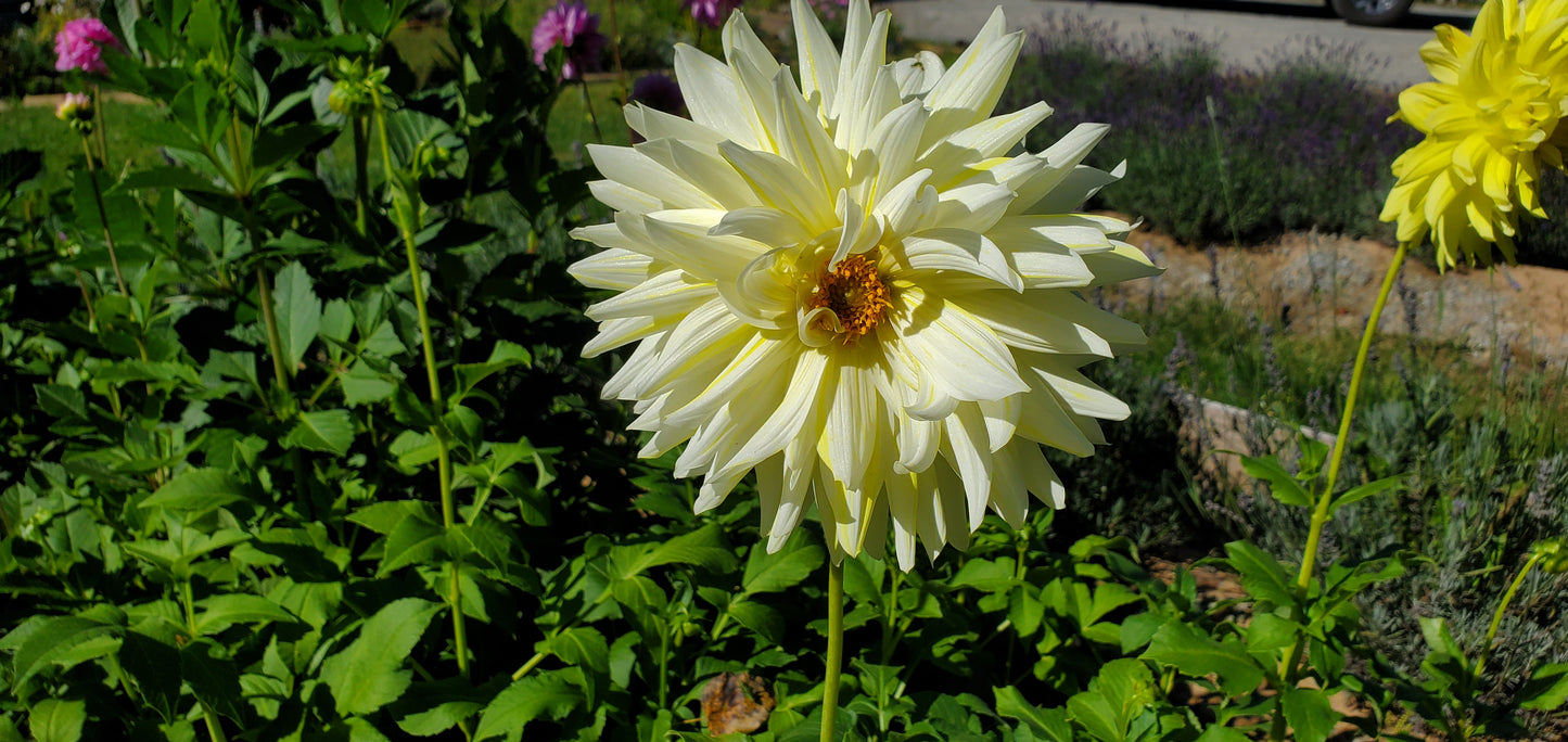 La Luna Yellow, White, and creme Dahlia