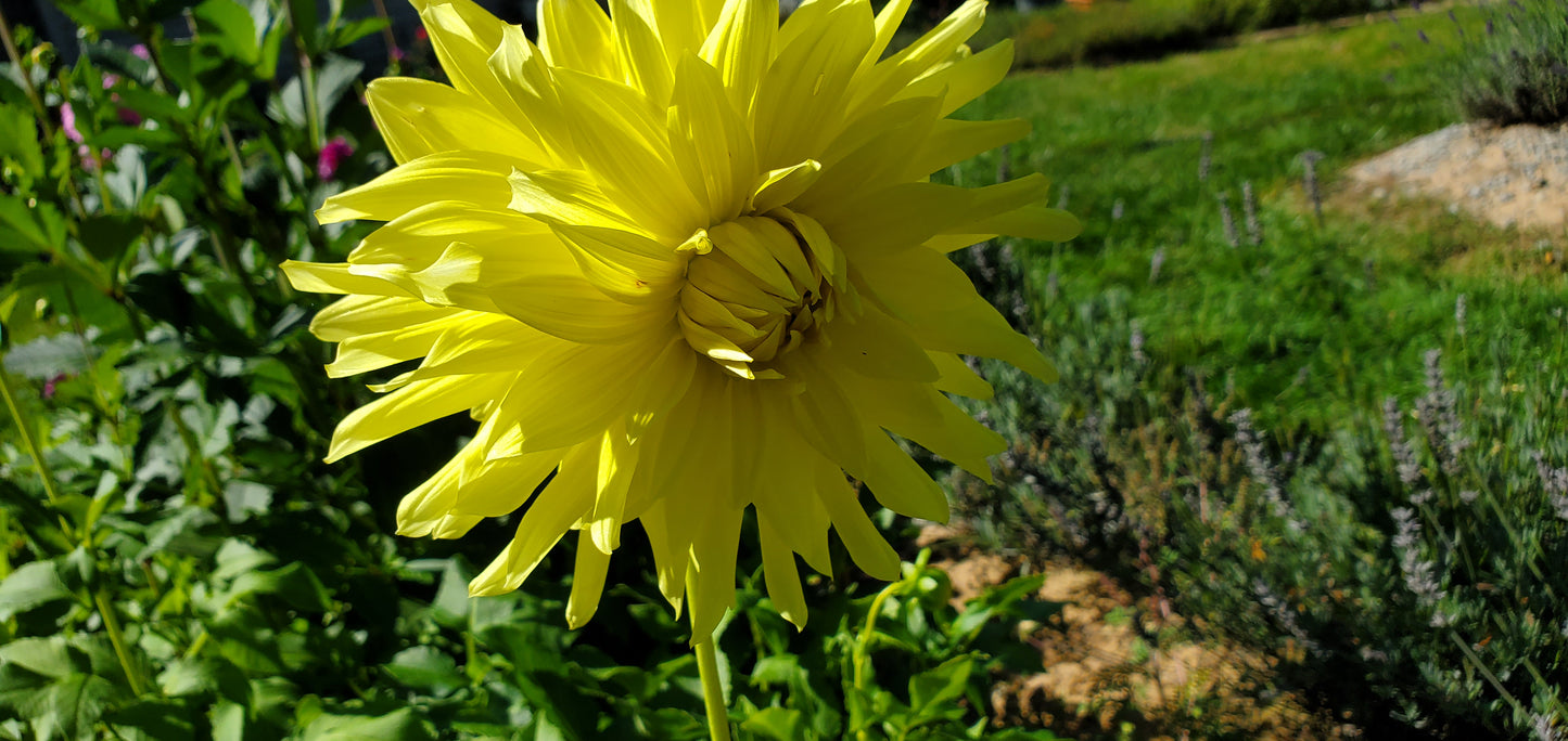 La Luna Yellow, White, and creme Dahlia