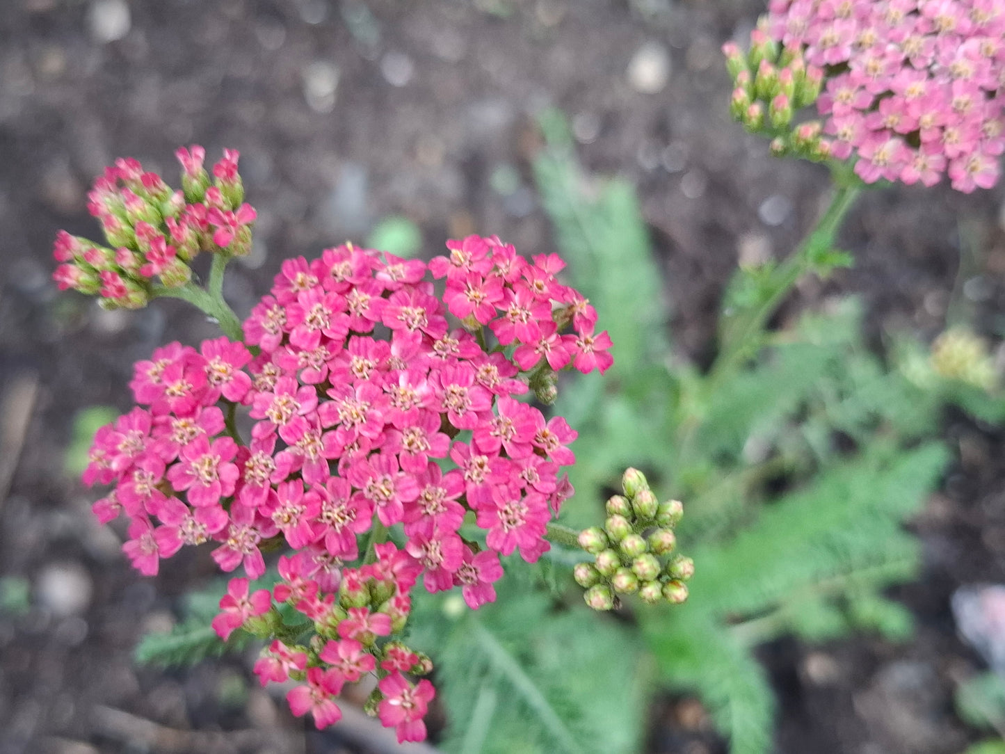 New Vintage Rose Yarrow Plants | Pink Pollinator Perennial