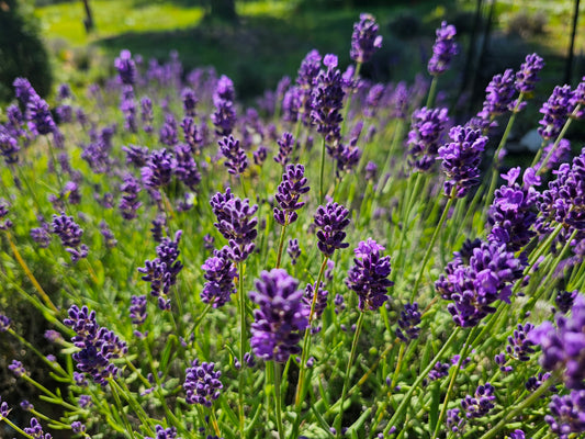 Blue Spear Lavender Plants | Long Blooming Lavender for Pollinators