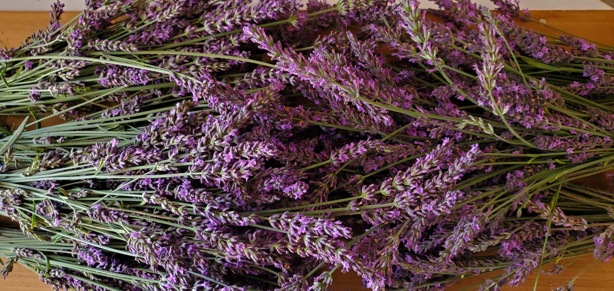Freshly cut purple and green flower stems from Phenomenal plants at Pause Lavender Farm.