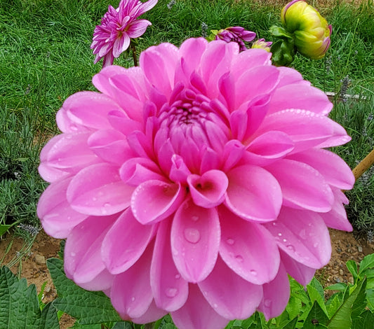 NEW Dahlia Pink Pop