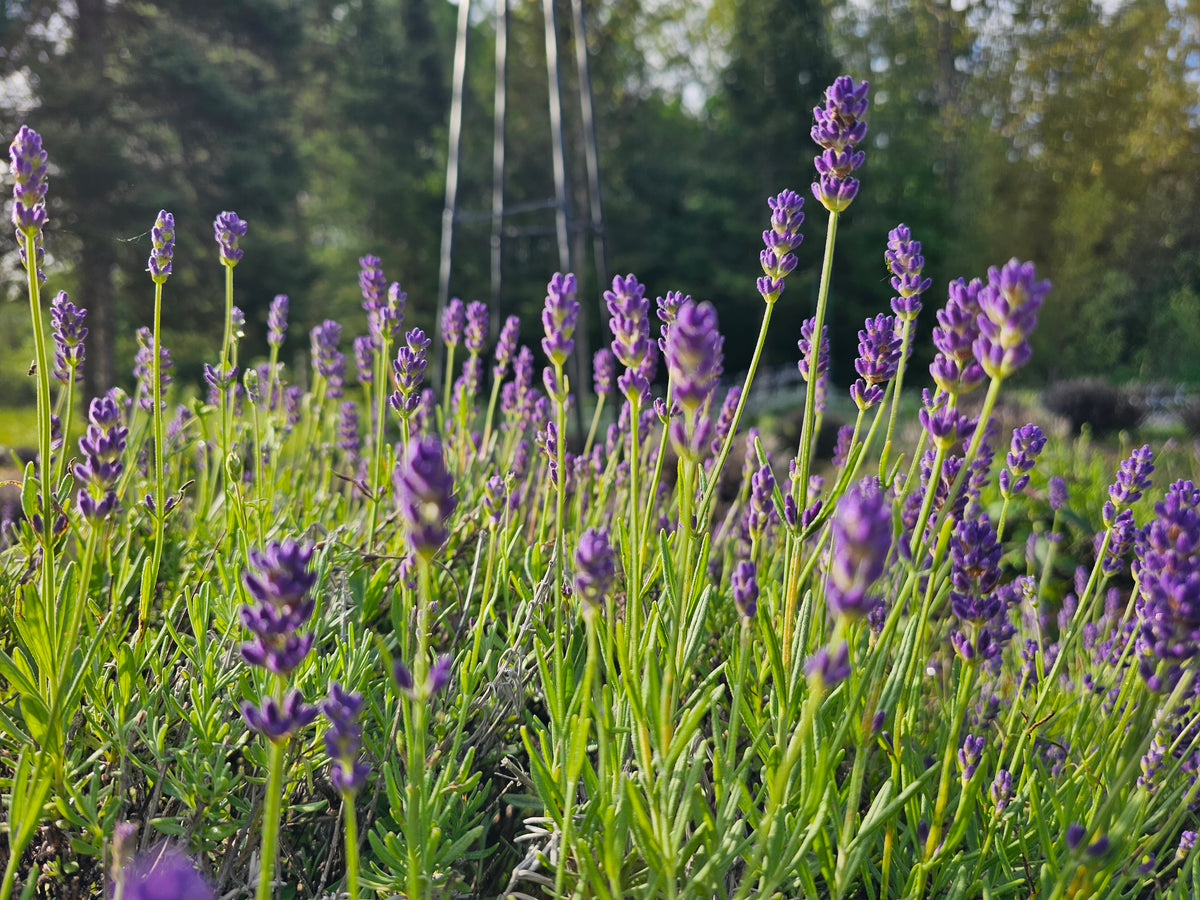 SuperBlue English lavender growing at Pause Lavender Farm