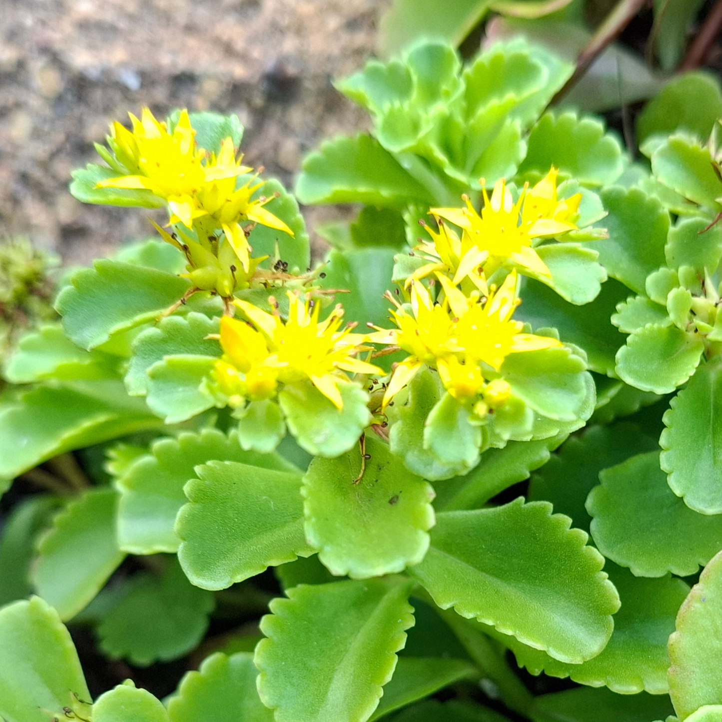 Yellow Flowering Stonecrop - Pollinator Groundcover - Weed Suppressor