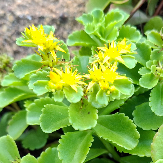 Yellow Flowering Stonecrop - Pollinator Groundcover - Weed Suppressor