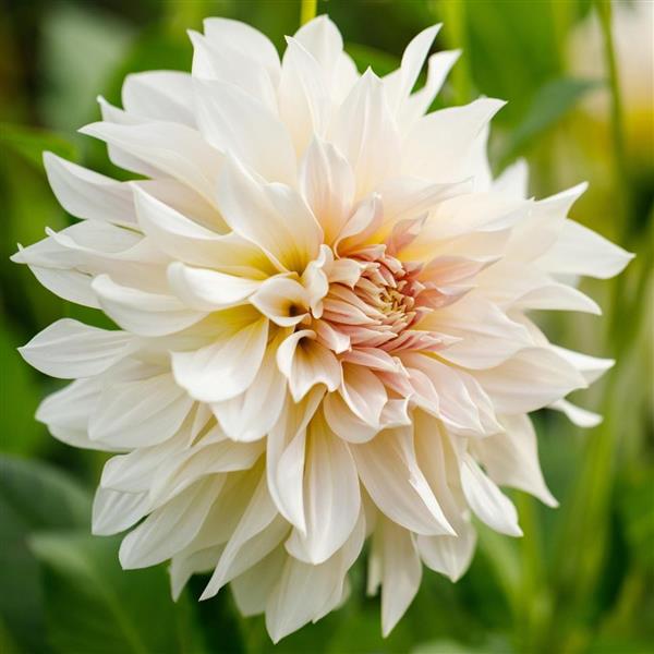 Cafe Au Lait Dahlia Tuber