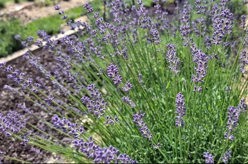 Lavender plants with purple flower spikes and green stems growing in a garden bed with mulch and a path.
