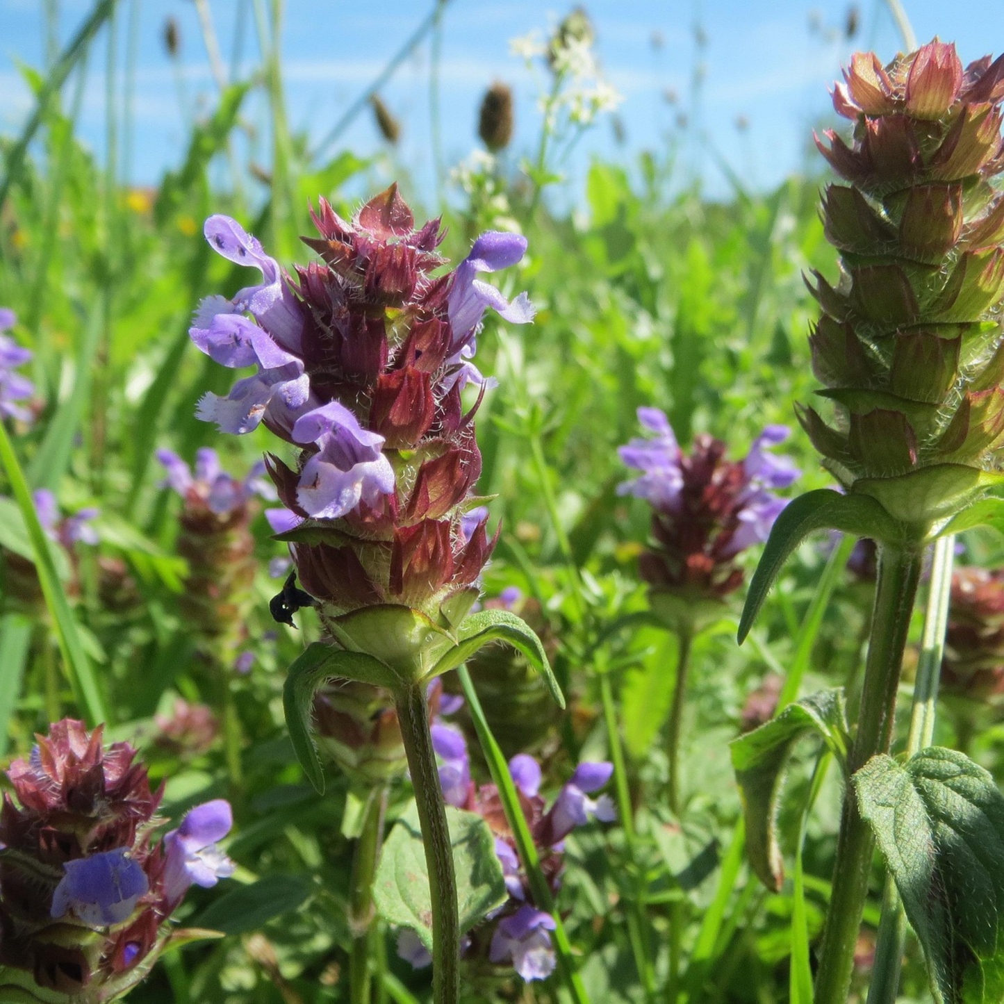 Heal All - Living Pollinator Groundcover Starter - Native Michigan Pollinator Plant