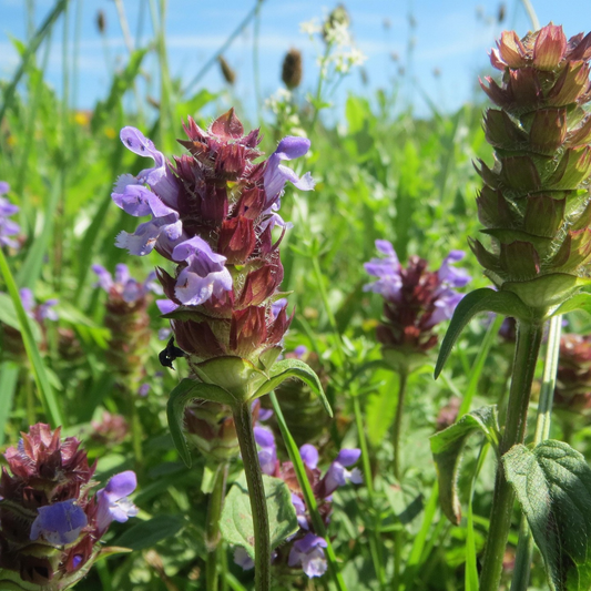 Heal All - Living Pollinator Groundcover Starter - Native Michigan Pollinator Plant