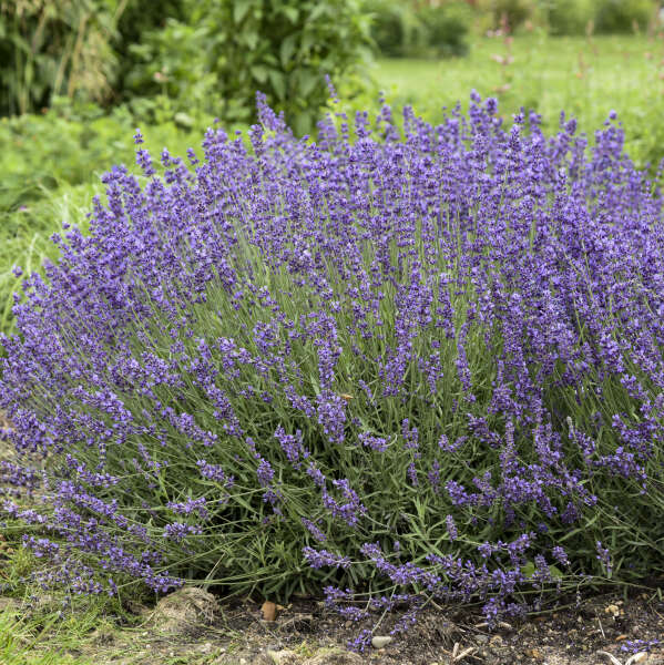 3 Imperial Gem lavender 2 year old plants