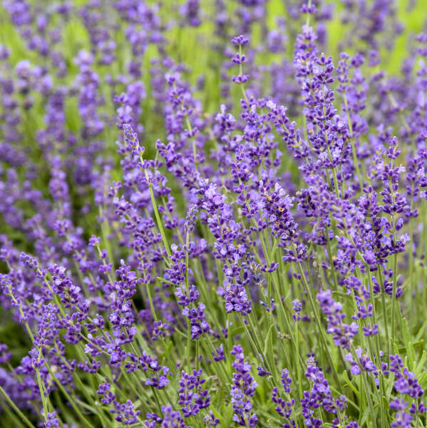 3 Imperial Gem lavender 2 year old plants