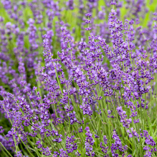3 Imperial Gem lavender starter plants
